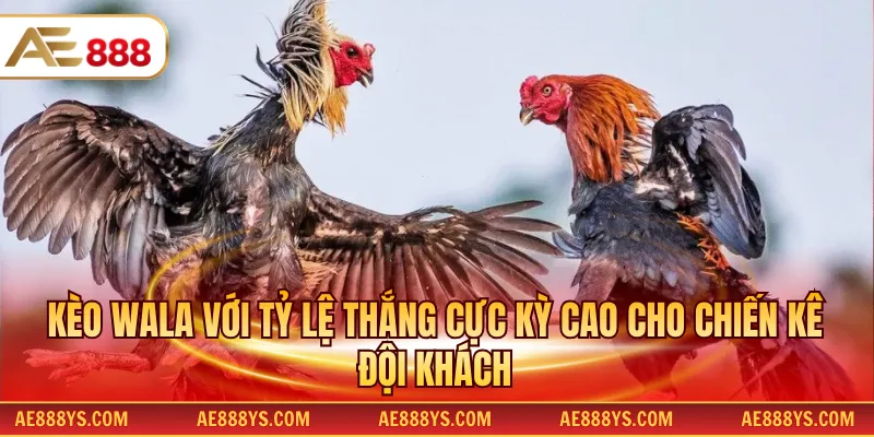 Kèo Wala với tỷ lệ thắng cực kỳ cao cho chiến kê đội khách